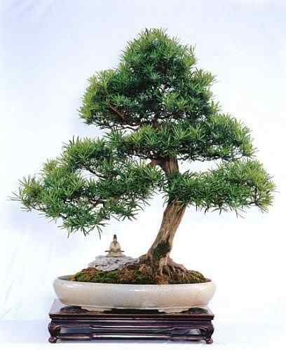 Bonsai: A arte de criar árvores em miniatura Photobucket