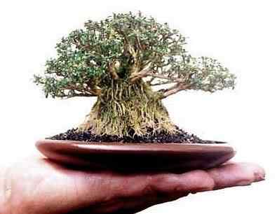 Bonsai: A arte de criar árvores em miniatura Photobucket