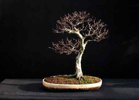 Bonsai: A arte de criar árvores em miniatura Photobucket