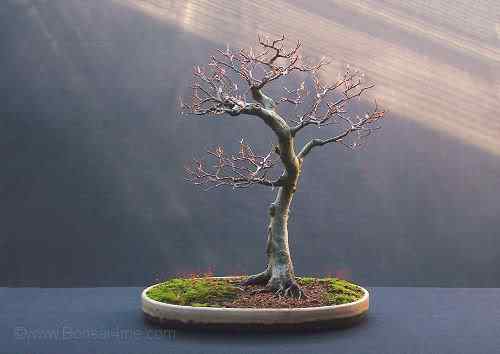 Bonsai: A arte de criar árvores em miniatura Photobucket