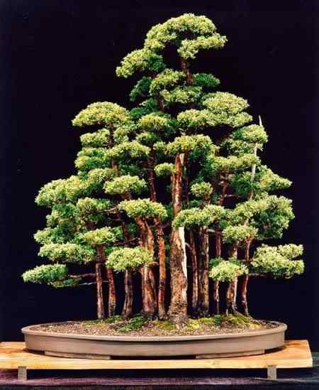 Bonsai: A arte de criar árvores em miniatura Photobucket