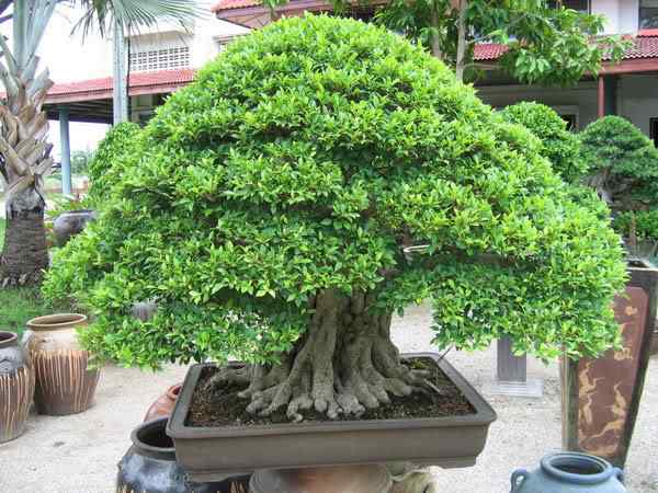 Bonsai: A arte de criar árvores em miniatura Photobucket
