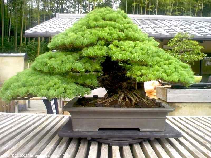 Bonsai: A arte de criar árvores em miniatura Photobucket
