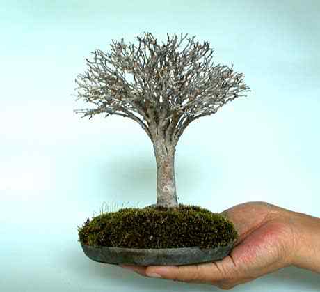 Bonsai: A arte de criar árvores em miniatura Photobucket