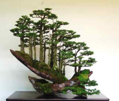 Bonsai: A arte de criar árvores em miniatura Photobucket