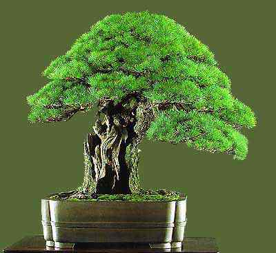 Bonsai: A arte de criar árvores em miniatura Photobucket