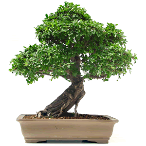 Bonsai: A arte de criar árvores em miniatura Photobucket