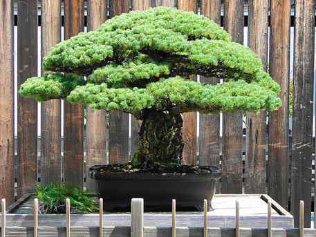 Bonsai: A arte de criar árvores em miniatura Photobucket