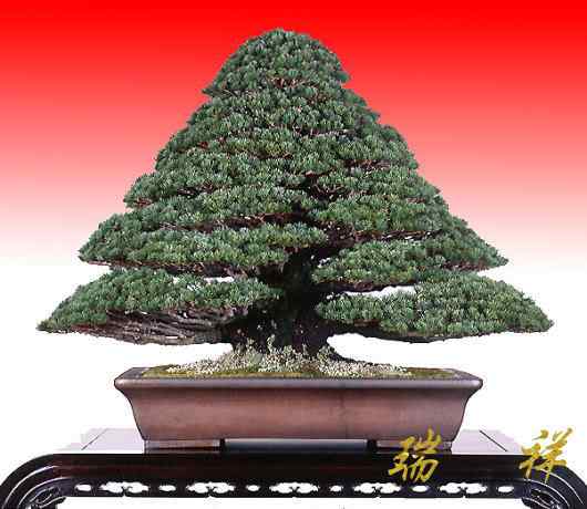 Bonsai: A arte de criar árvores em miniatura Photobucket