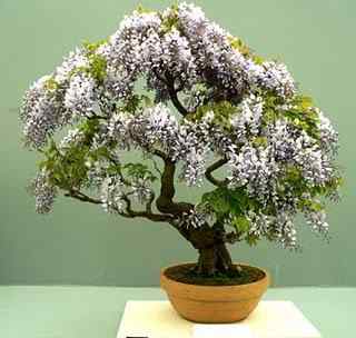 Bonsai: A arte de criar árvores em miniatura Photobucket