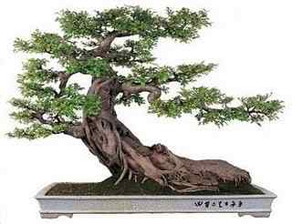 Bonsai: A arte de criar árvores em miniatura Photobucket
