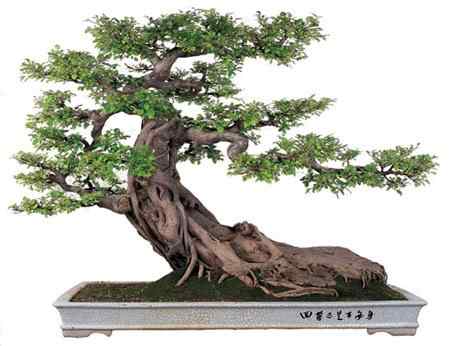 Bonsai: A arte de criar árvores em miniatura Photobucket