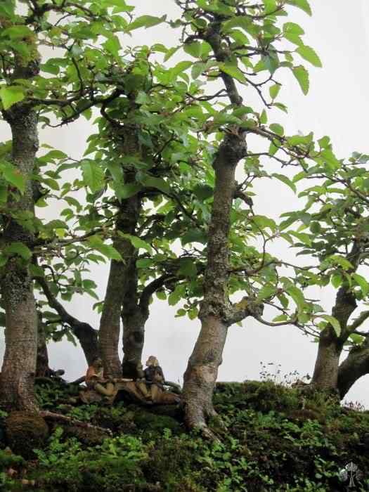 Bonsai: A arte de criar árvores em miniatura Photobucket