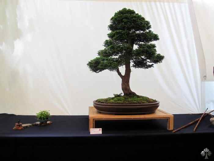 Bonsai: A arte de criar árvores em miniatura Photobucket
