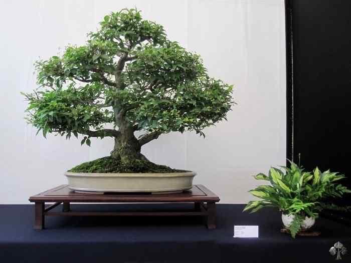Bonsai: A arte de criar árvores em miniatura Photobucket