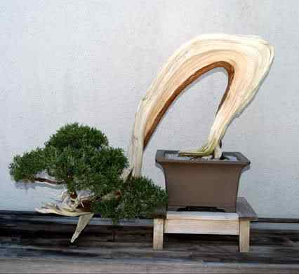 Bonsai: A arte de criar árvores em miniatura Photobucket
