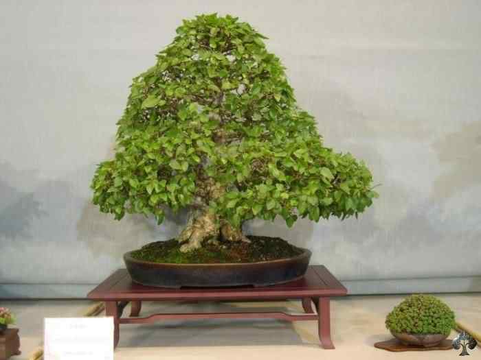 Bonsai: A arte de criar árvores em miniatura Photobucket