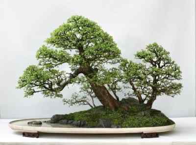 Bonsai: A arte de criar árvores em miniatura Photobucket