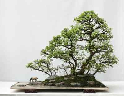 Bonsai: A arte de criar árvores em miniatura Photobucket