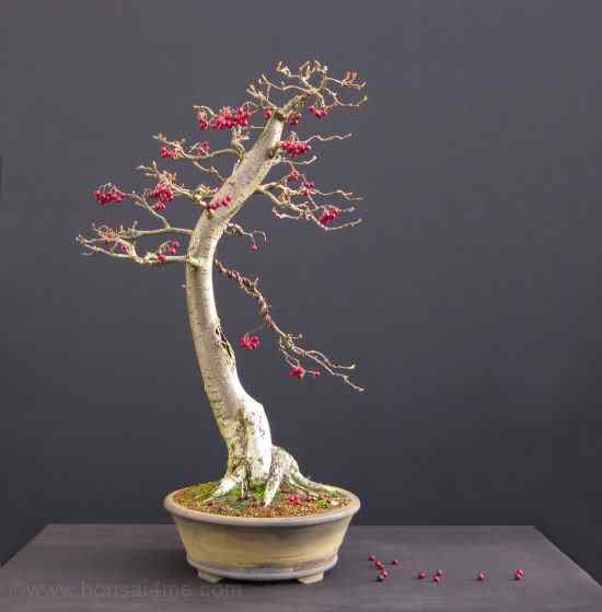 Bonsai: A arte de criar árvores em miniatura Photobucket