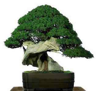 Bonsai: A arte de criar árvores em miniatura Photobucket