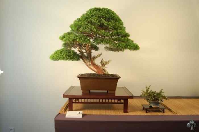 Bonsai: A arte de criar árvores em miniatura Photobucket
