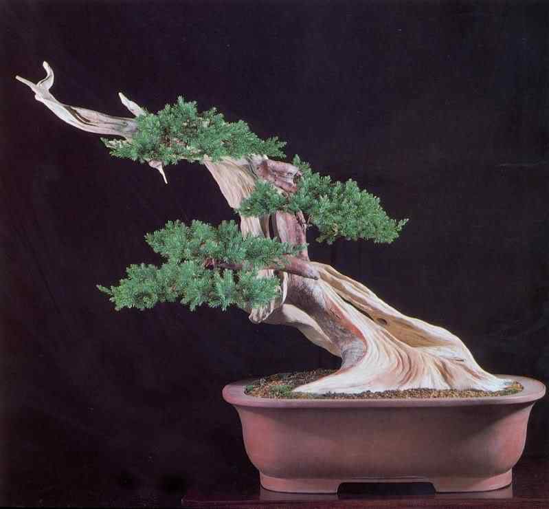 Bonsai: A arte de criar árvores em miniatura Photobucket