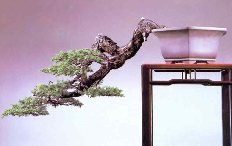 Bonsai: A arte de criar árvores em miniatura Photobucket