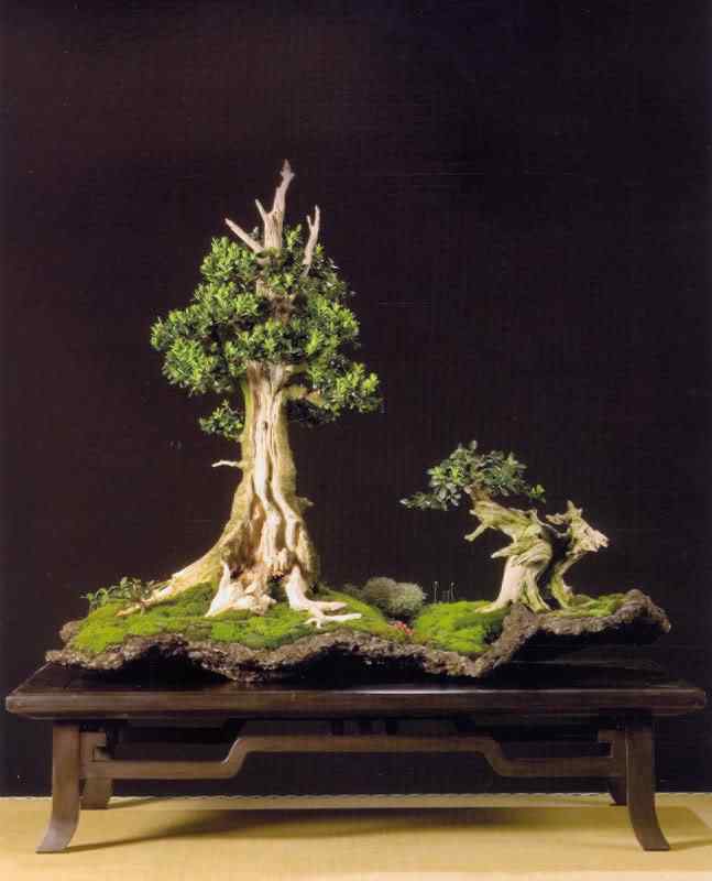 Bonsai: A arte de criar árvores em miniatura Photobucket
