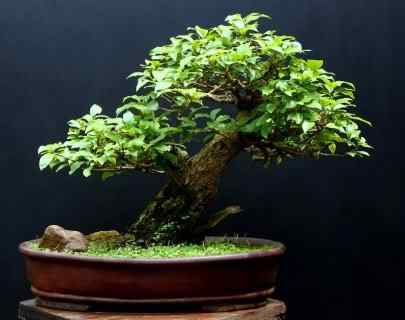 Bonsai: A arte de criar árvores em miniatura Photobucket