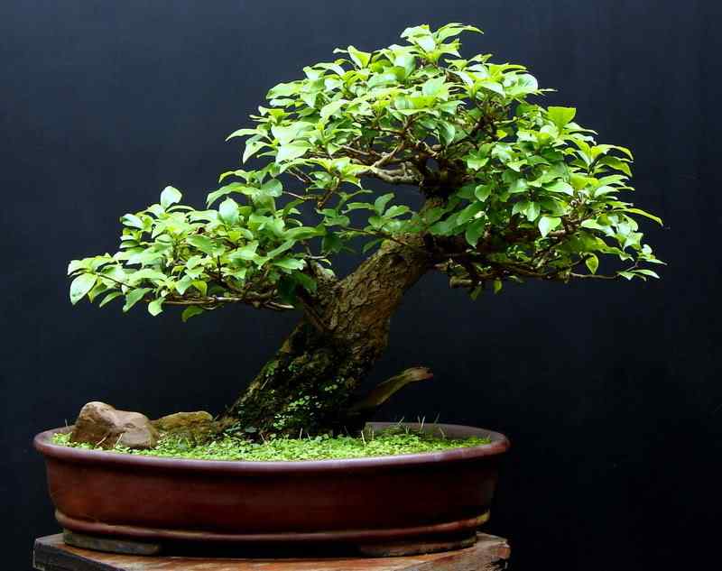 Bonsai: A arte de criar árvores em miniatura Photobucket