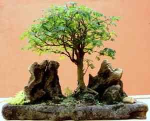 Bonsai: A arte de criar árvores em miniatura Photobucket