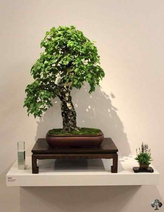 Bonsai: A arte de criar árvores em miniatura Photobucket