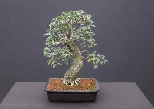 Bonsai: A arte de criar árvores em miniatura Photobucket