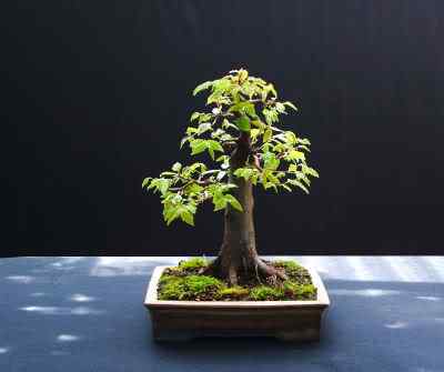 Bonsai: A arte de criar árvores em miniatura Photobucket
