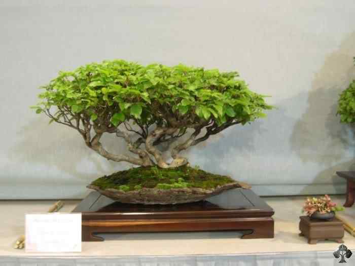 Bonsai: A arte de criar árvores em miniatura Photobucket