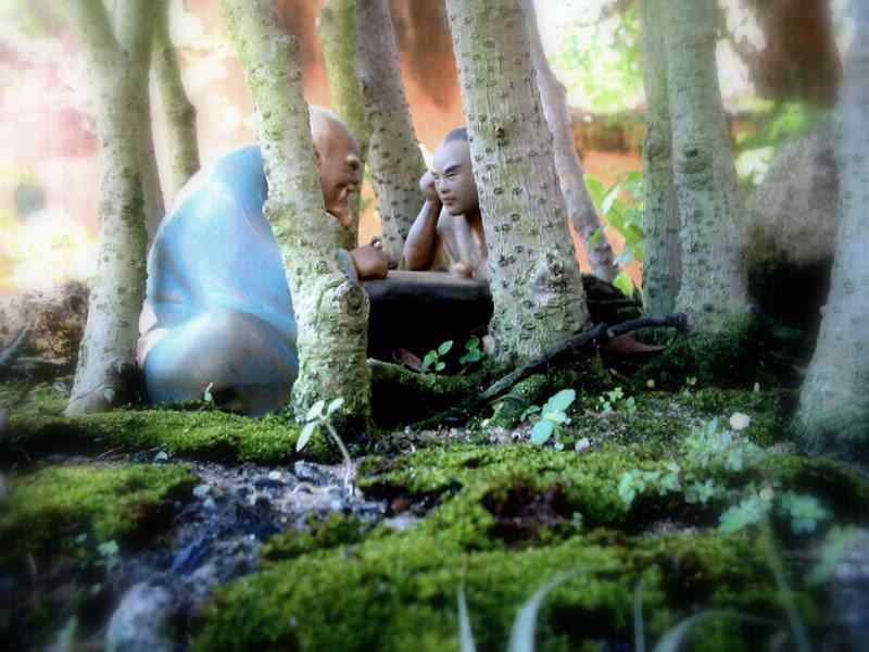 Bonsai: A arte de criar árvores em miniatura Photobucket