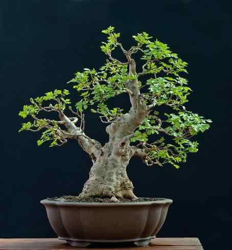 Bonsai: A arte de criar árvores em miniatura Photobucket