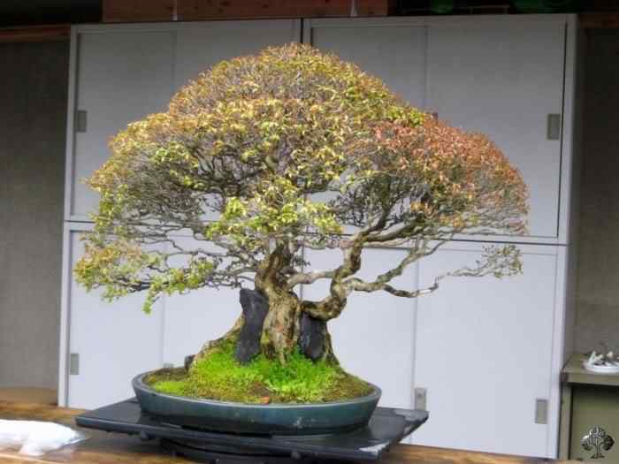 Bonsai: A arte de criar árvores em miniatura Photobucket