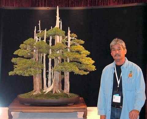 Bonsai: A arte de criar árvores em miniatura Photobucket