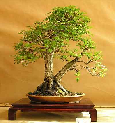 Bonsai: A arte de criar árvores em miniatura Photobucket