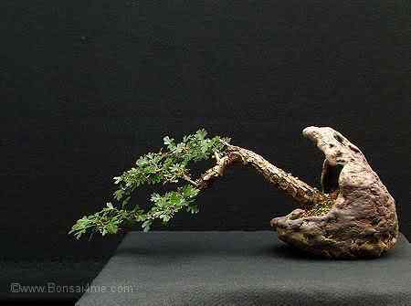Bonsai: A arte de criar árvores em miniatura Photobucket