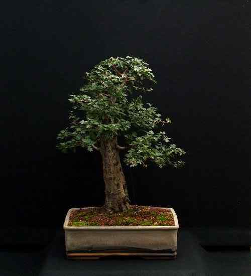Bonsai: A arte de criar árvores em miniatura Photobucket