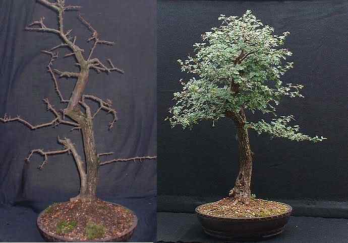 Bonsai: A arte de criar árvores em miniatura Photobucket