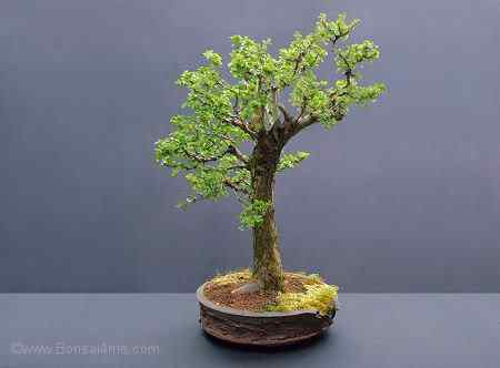 Bonsai: A arte de criar árvores em miniatura Photobucket