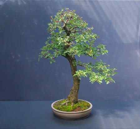 Bonsai: A arte de criar árvores em miniatura Photobucket