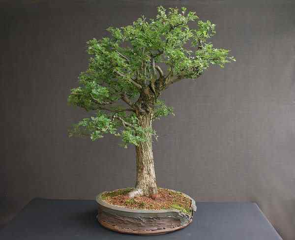 Bonsai: A arte de criar árvores em miniatura Photobucket