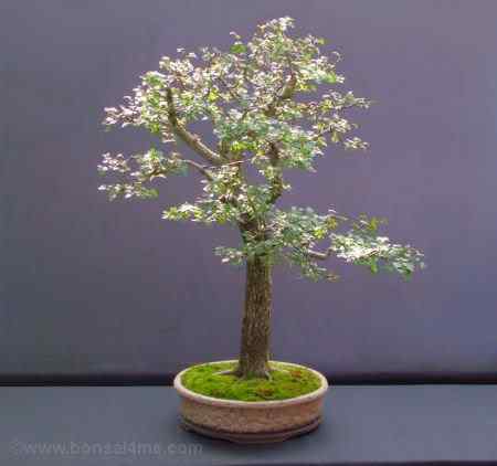 Bonsai: A arte de criar árvores em miniatura Photobucket