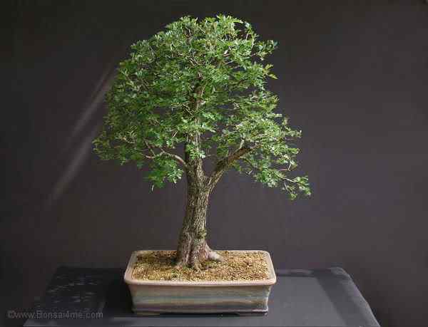 Bonsai: A arte de criar árvores em miniatura Photobucket