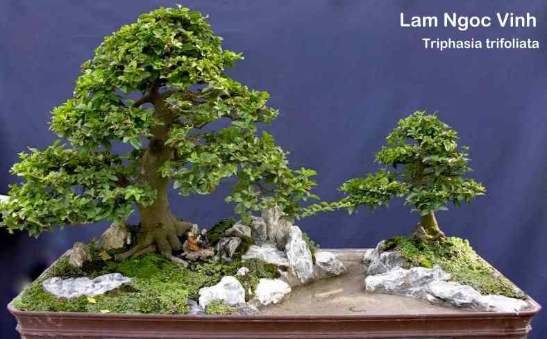 Bonsai: A arte de criar árvores em miniatura Photobucket